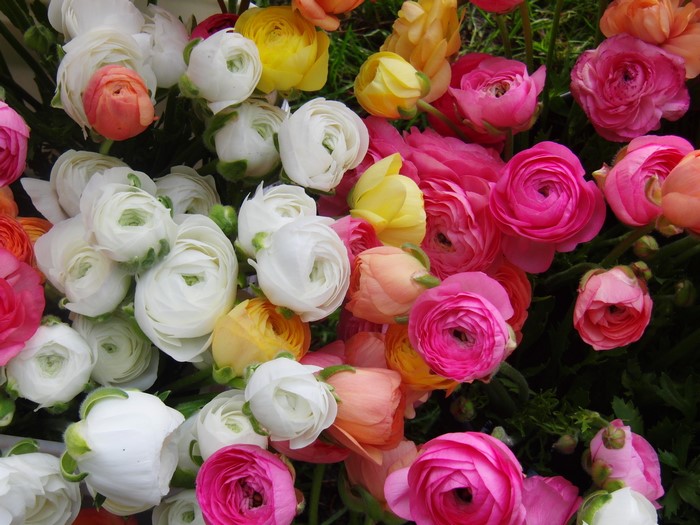 A bouquet of colorful Ranunculus flowers