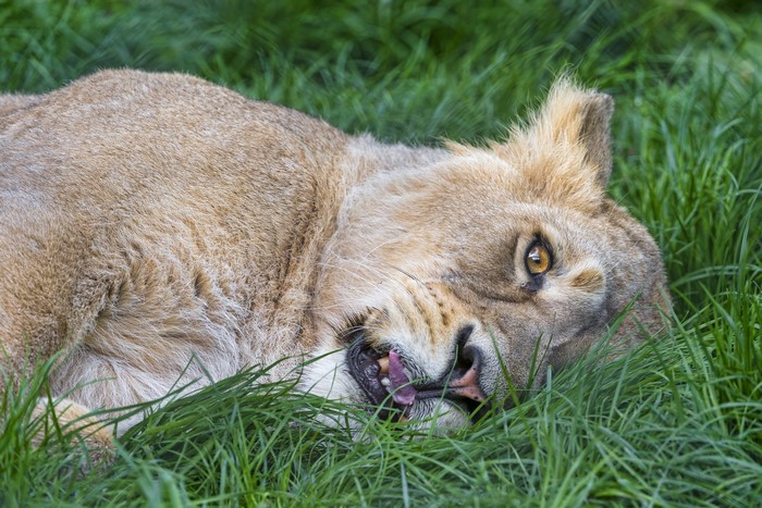 Lioness lying in green grass