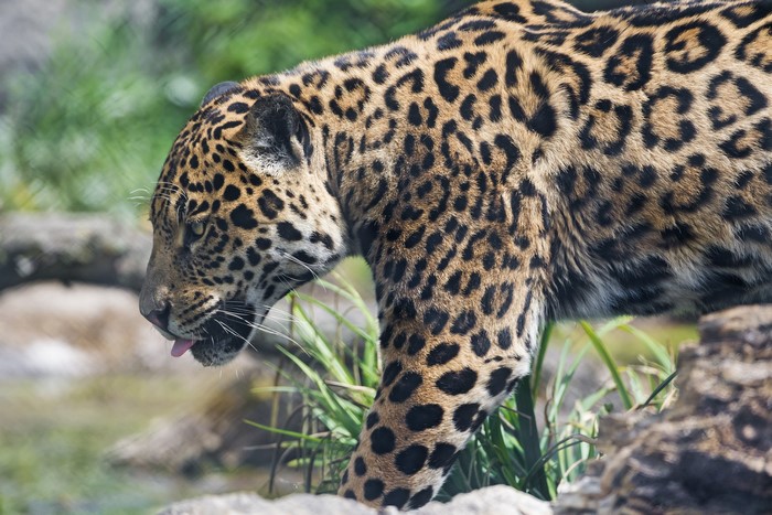 Jaguar with tongue out
