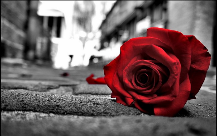 Red rose on a cobblestone path
