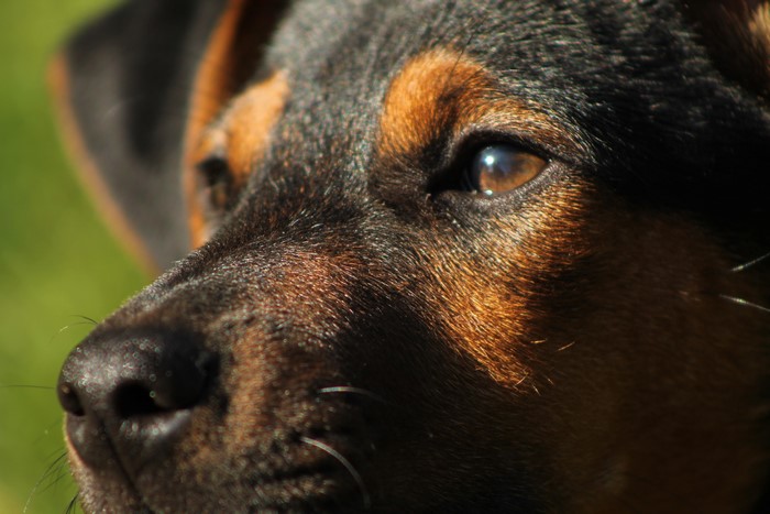 Close-up of a Rottweiler dog's face