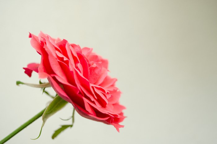 Close-up of a pink rose with green stem