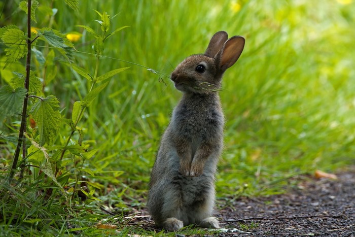 A young rabbit stands in tall green grass
