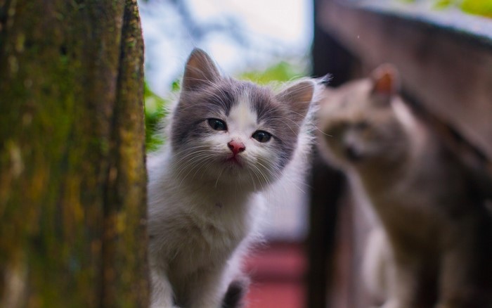 Kitten peeking from behind a tree with another cat in background
