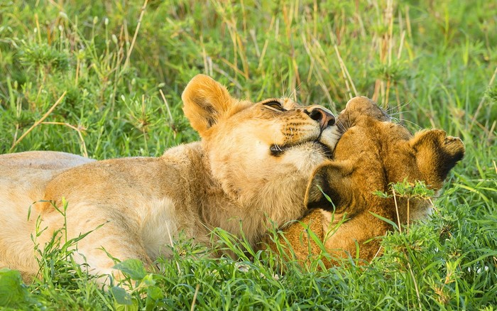 Two lions resting in green grass