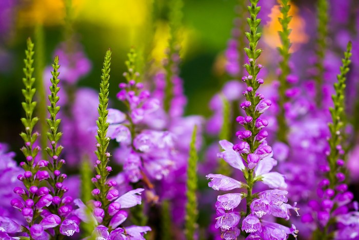 Purple flowers with green stems in a garden