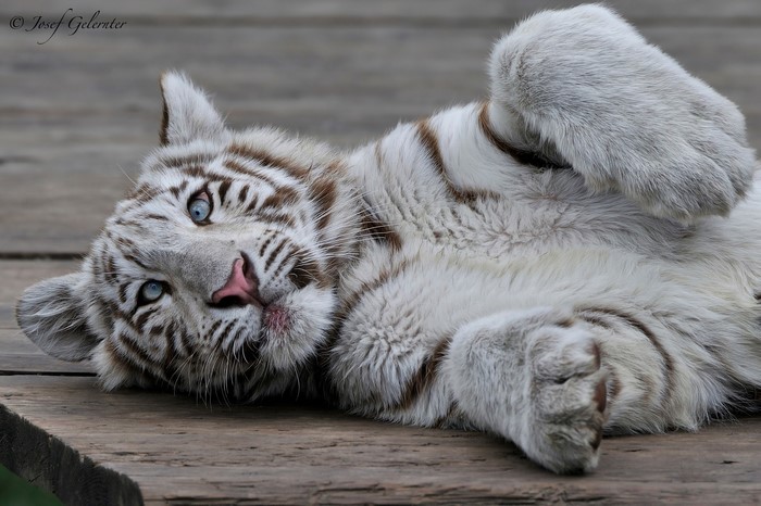 White tiger cub lying on wooden planks