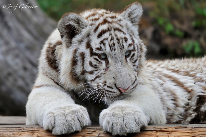 White tiger cub with blue eyes lying down