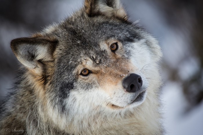 Close-up portrait of a wolf's face