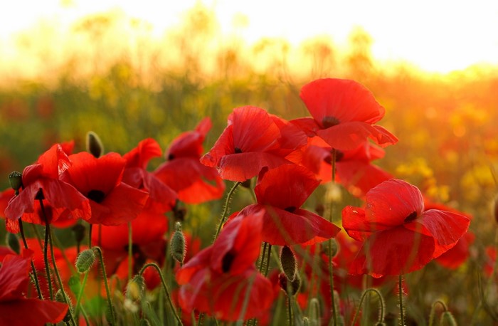 Field of red poppies at sunset