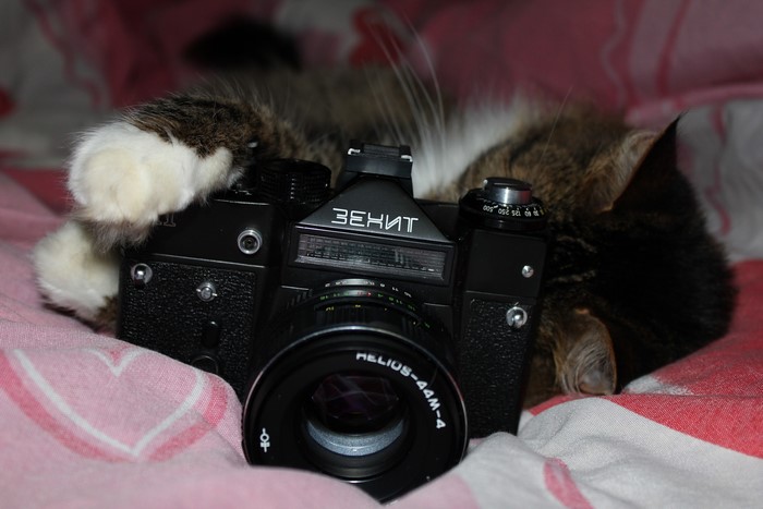 Cat resting on a Zenit Helios-44M-4 camera
