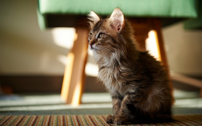 A fluffy tabby kitten sitting on a striped rug