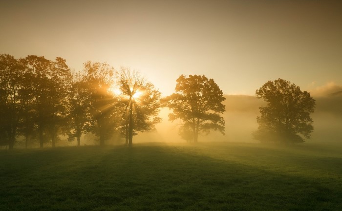 Sunlight filtering through trees in a foggy meadow