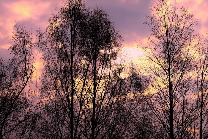 Silhouetted trees against a colorful sunset sky