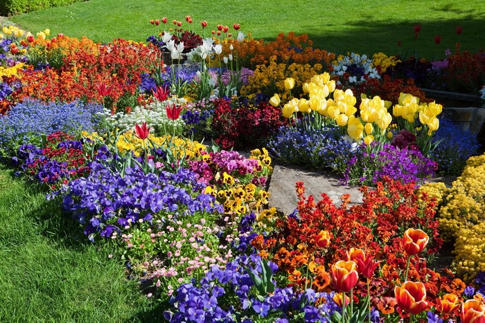 Colorful flower bed with tulips and pansies
