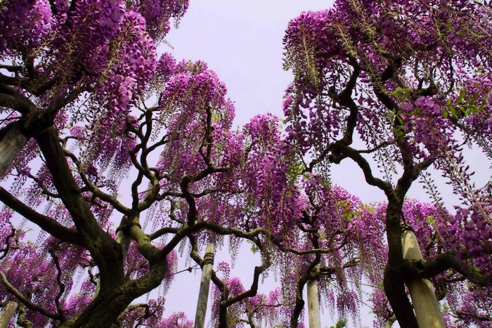 Purple Wisteria Flowers Hanging from Twisted Branches