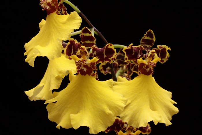 Yellow Oncidium Orchid flowers with dark background