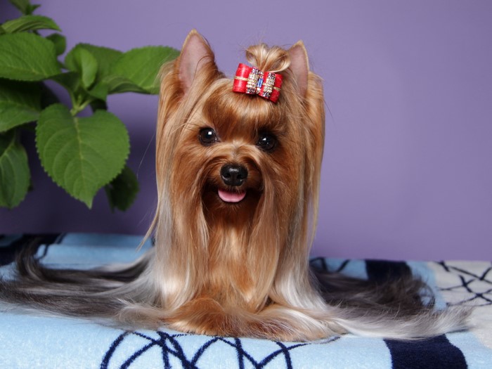 Yorkshire Terrier with a red bow