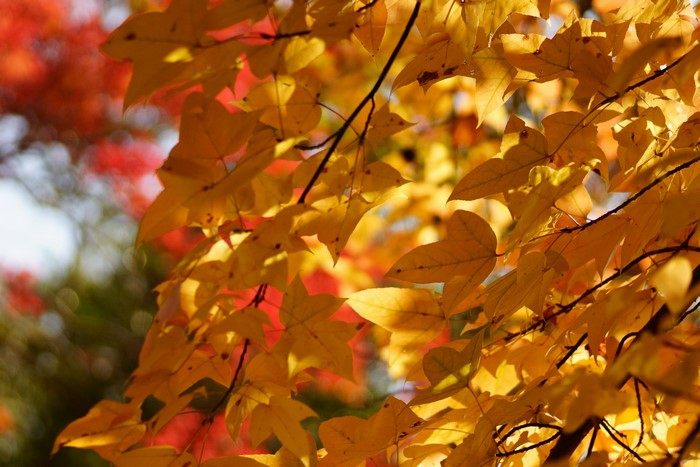 Golden Autumn Leaves on Tree Branches