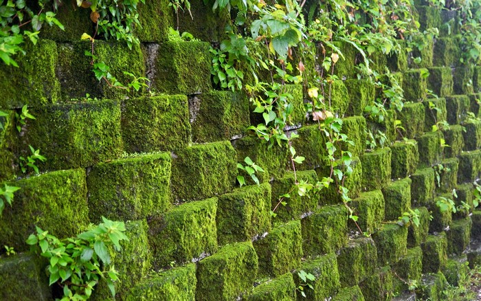Moss-covered stone wall with plants