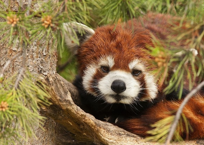 Red panda resting on a tree branch