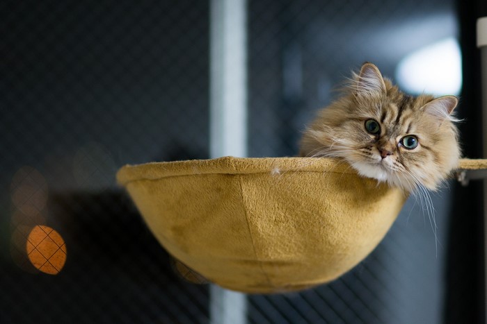 Fluffy cat with blue eyes in a yellow hammock