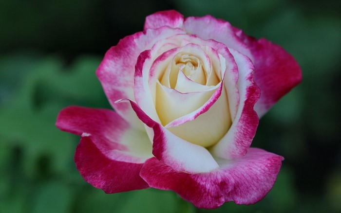 Close-up of a bicolor rose with pink edges