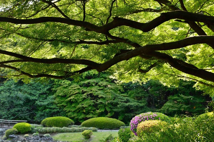 Shinjuku Gyoen Gardens in Japan with large tree branches