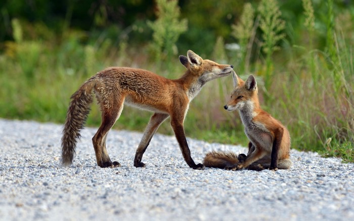 Two foxes interacting on a gravel path