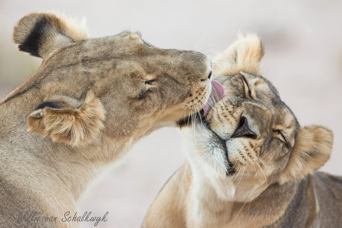 Two lions grooming each other