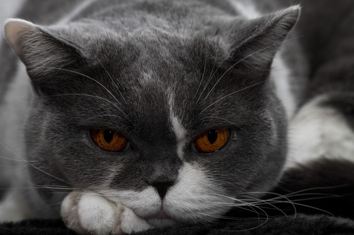 Close-up of a grey and white cat with orange eyes