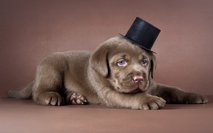 Chocolate Labrador puppy wearing a top hat