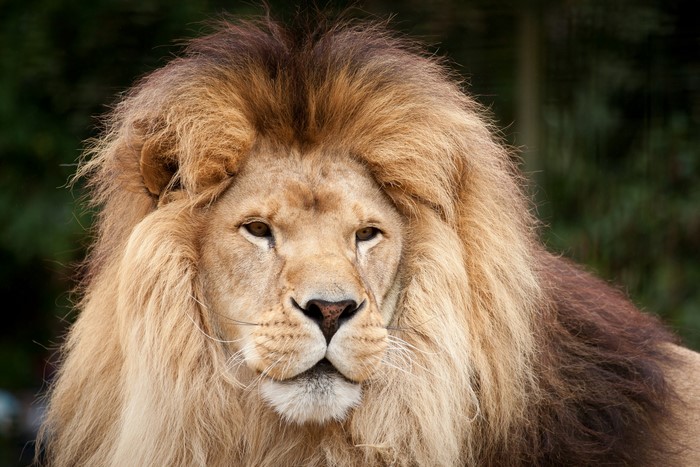 Close-up of a male lion's face