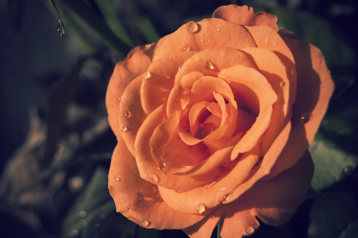 Orange rose with water drops