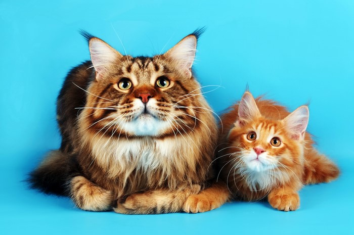 Two Maine Coon cats on a blue background