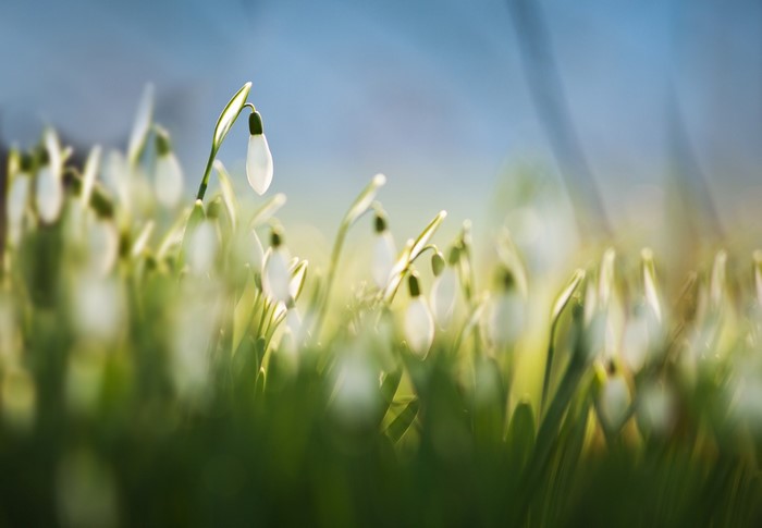Close-up of snowdrops in a field
