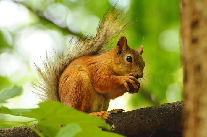 Squirrel eating a nut on a tree branch