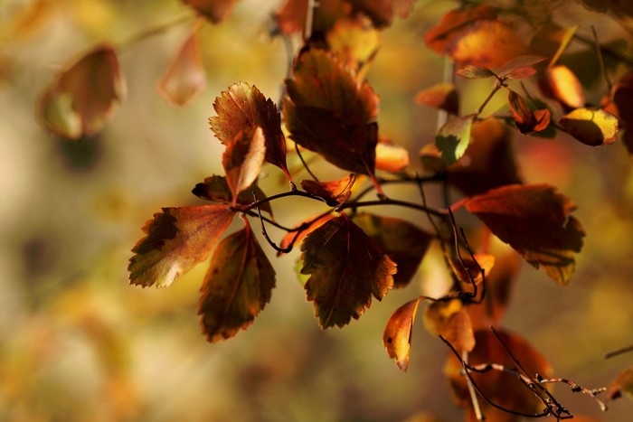 Autumn leaves on branches