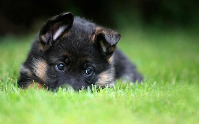 German Shepherd puppy lying in grass
