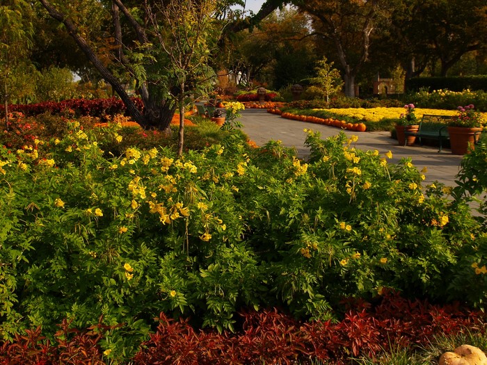 Autumn garden with yellow flowers and pumpkins