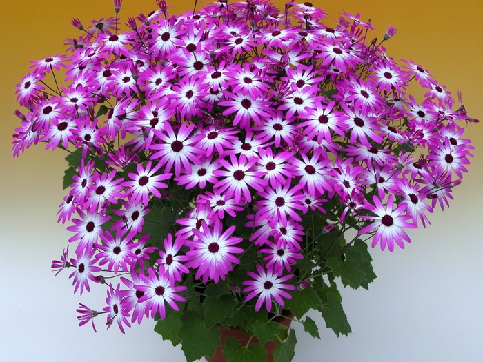 A large bouquet of purple and white Cineraria flowers