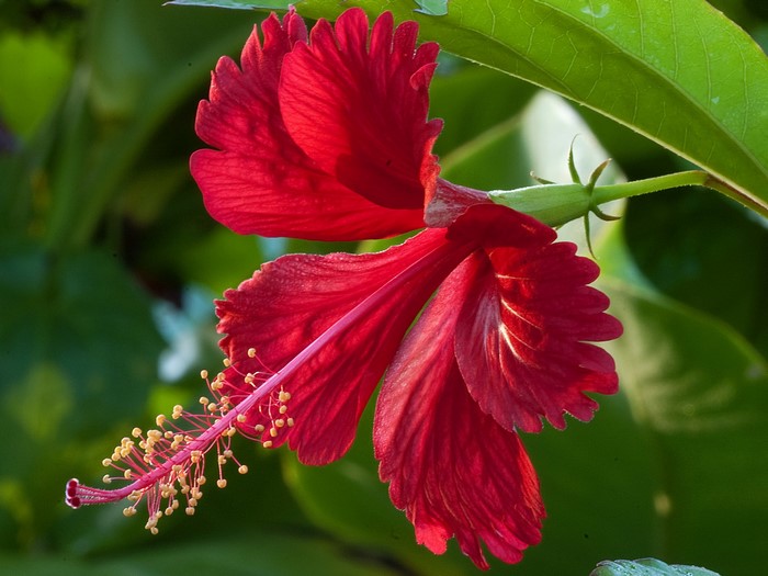 Red Hibiscus flower with stamen