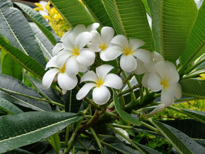White Plumeria flowers with green leaves
