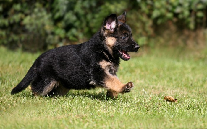 German Shepherd puppy running on grass