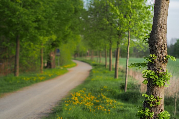 A winding road lined with trees and yellow flowers