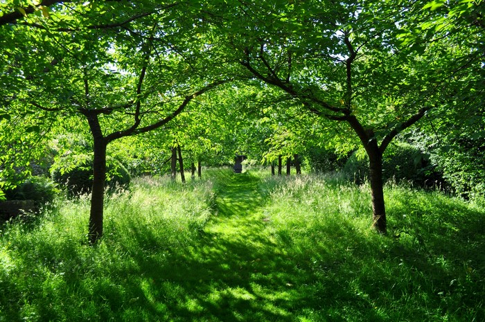 Garden path with trees and grass in summer