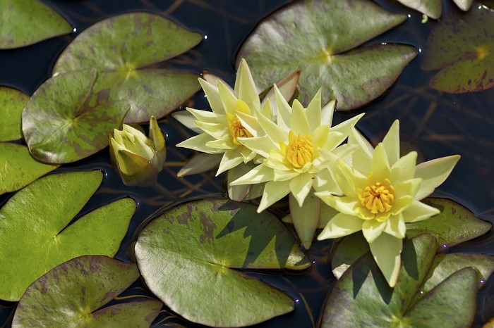 Yellow water lilies and lily pads on dark water
