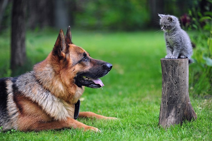 German Shepherd and Kitten on a Stump