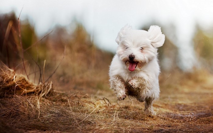 A white dog running through a field