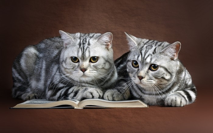 Two British Shorthair cats with a book